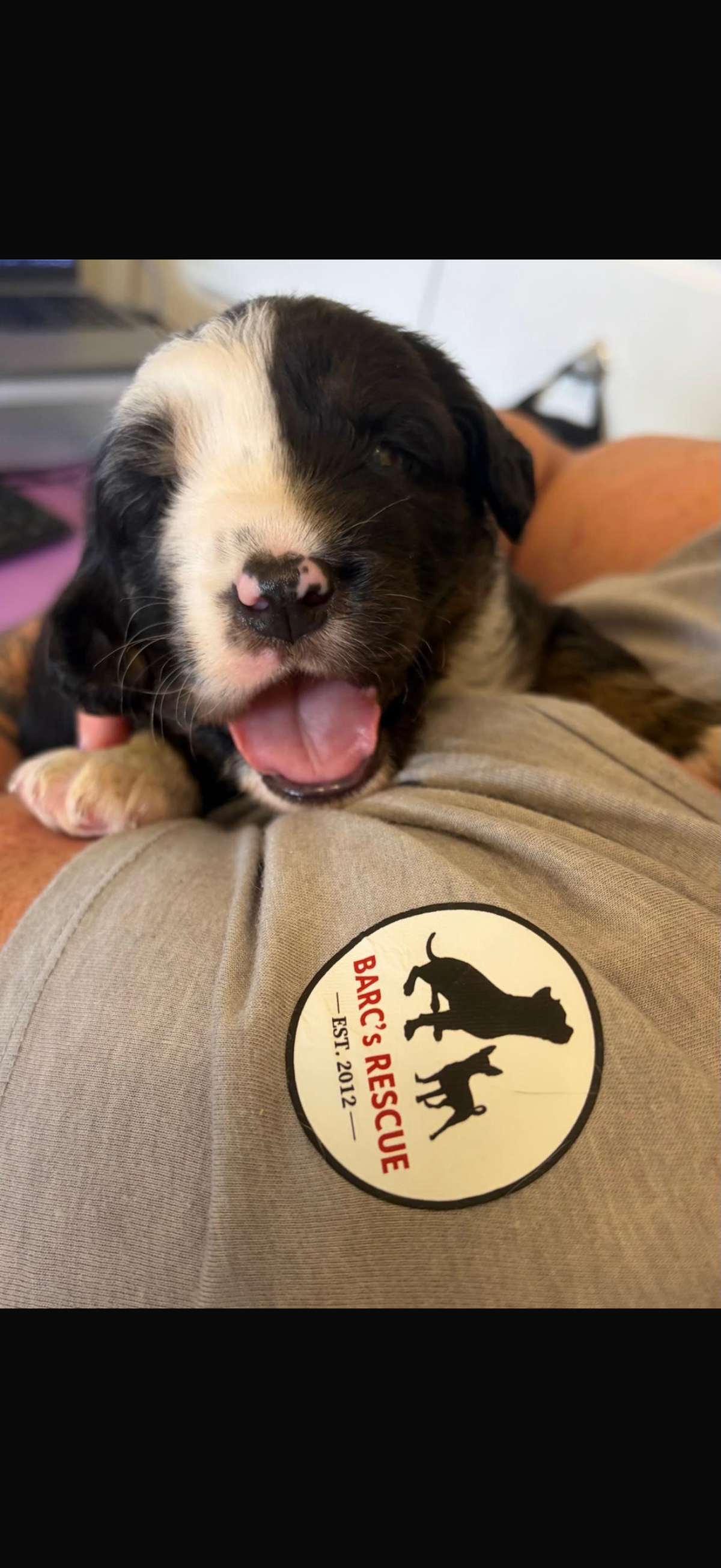 Spay and neuter